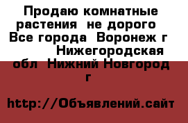 Продаю комнатные растения  не дорого - Все города, Воронеж г.  »    . Нижегородская обл.,Нижний Новгород г.